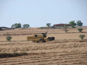 Explotació de cereals