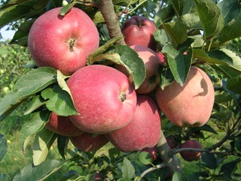 Pomes