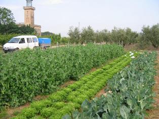 Agricultura ecolgica