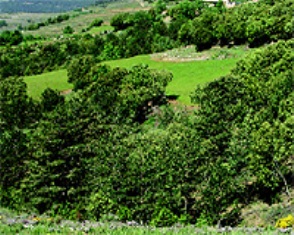 Bosc