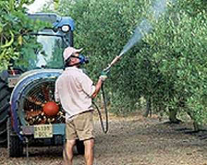 Fumigació d'olivera