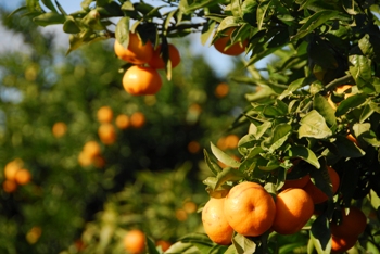 Producció de fruita