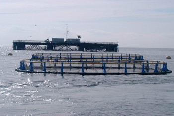 Via lliure a l'extracció de mol·luscs bivalves