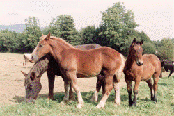 Cavalls pasturant