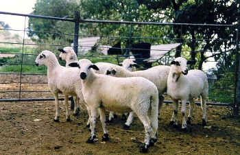 Ovella xisqueta
