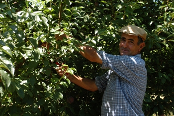 Es presenta el Registre de Plantacions de Fruita Dola