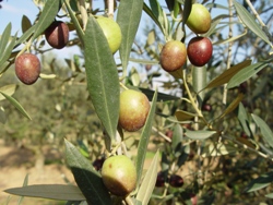 Olivera