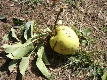 Els fruiters van ser els ms perjudicats per la pedregada