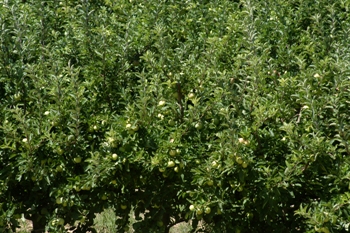 La DUN inclour l'actualitzaci del registre de plantacions de fruita dola