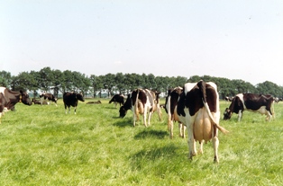 Vaques de llet