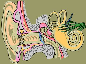 2.2b (Dibuix de l'anatomia de la orella.)