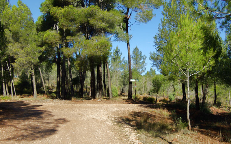 Cruce de caminos