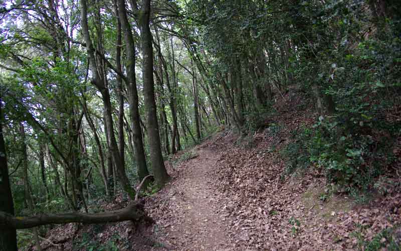 Path surrounded by oaks