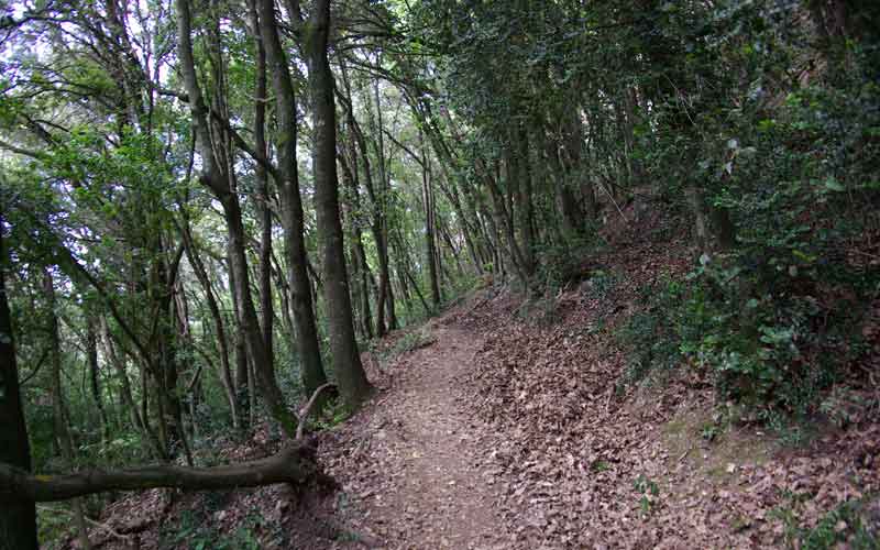 Camino envuelto de encinas