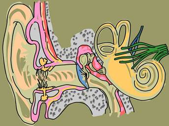 2.2b (Dibujo de anatomía de la oreja.)